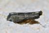 Eccopisa effractella